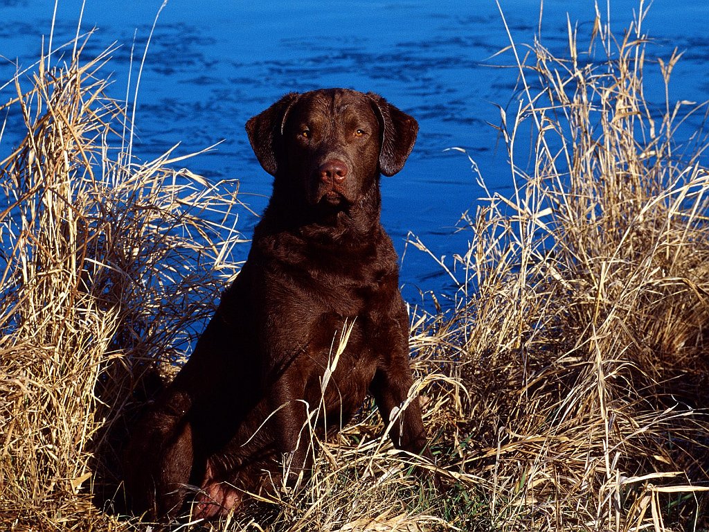 Dog and Cattails